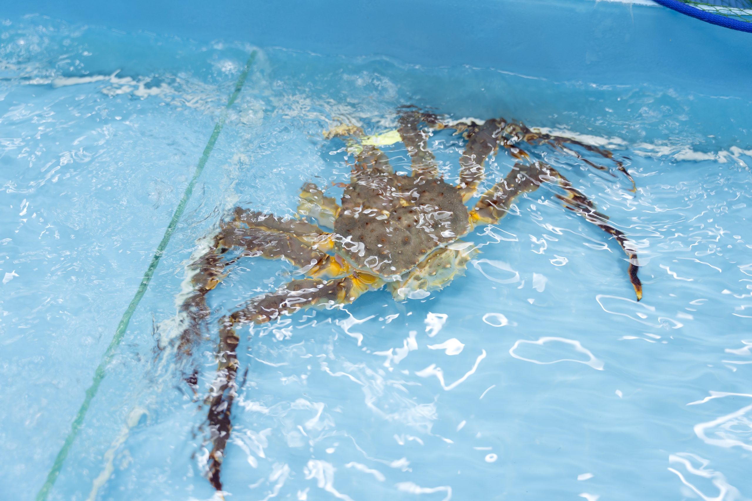 Best seafood in Da Nang