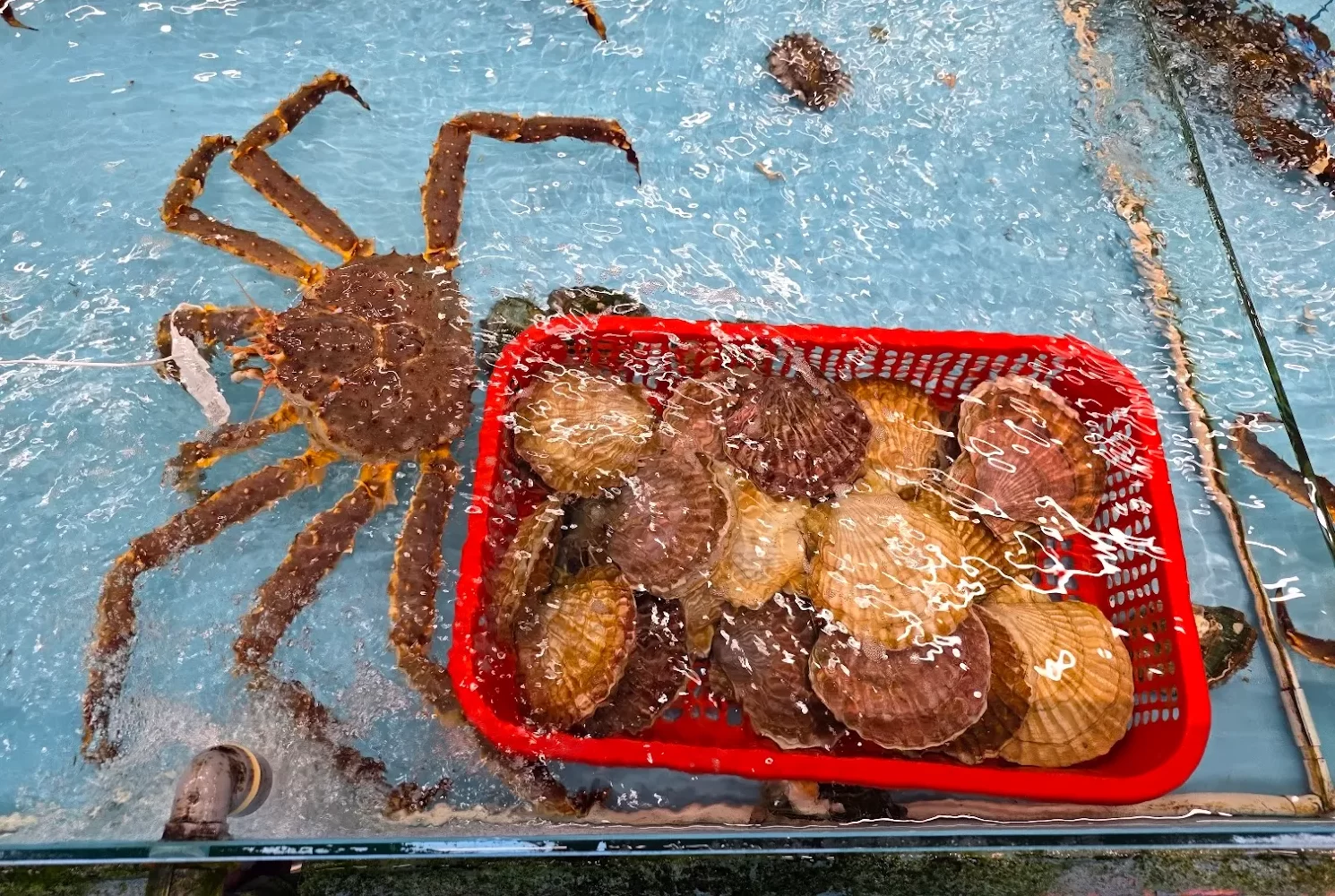 Вкусные морепродукты Дананга — свежие живые морепродукты прямо из аквариума