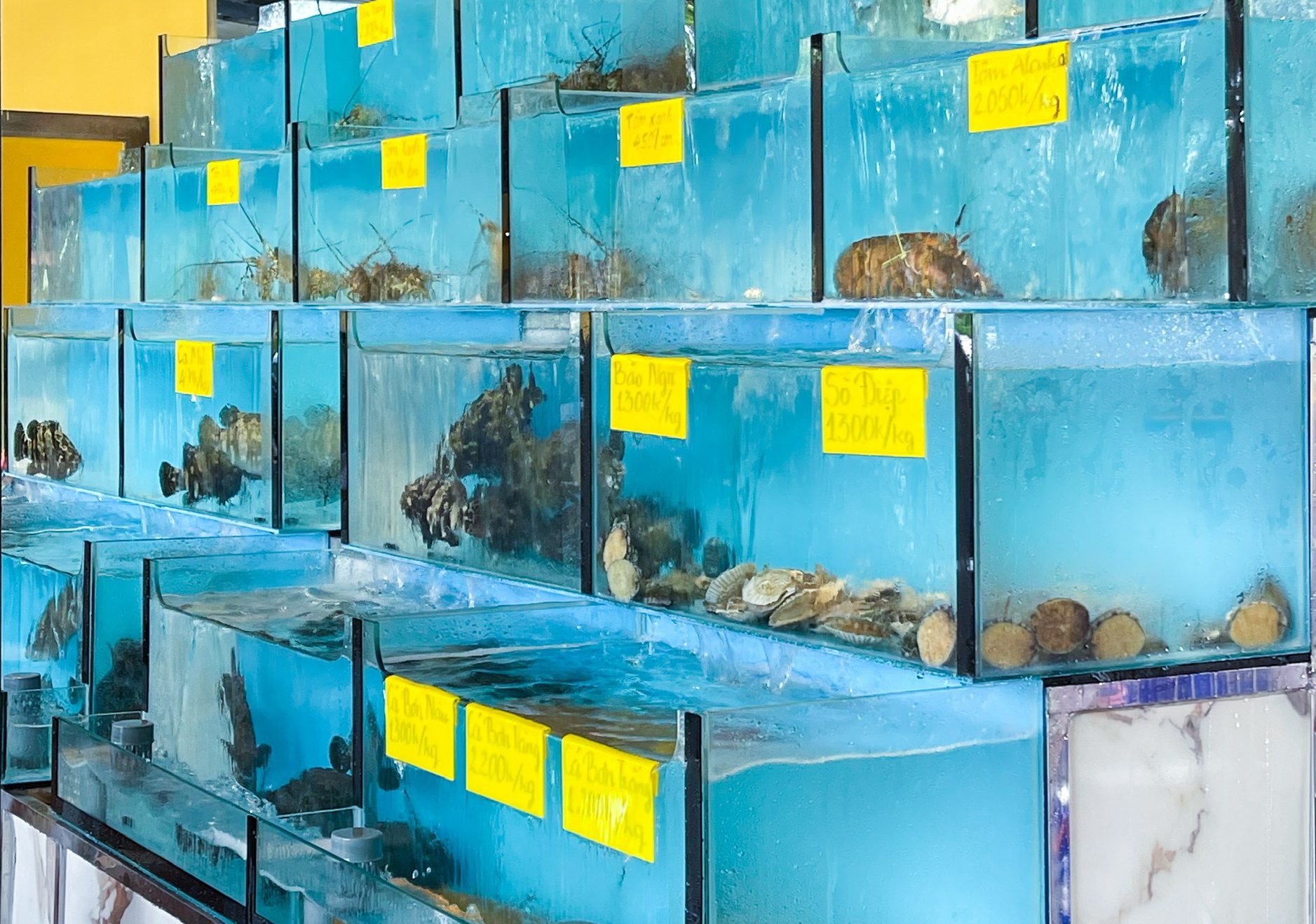 Choosing seafood restaurant with live seafood tanks