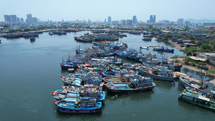 Enjoying familiar seafood sourced from Tho Quang Port