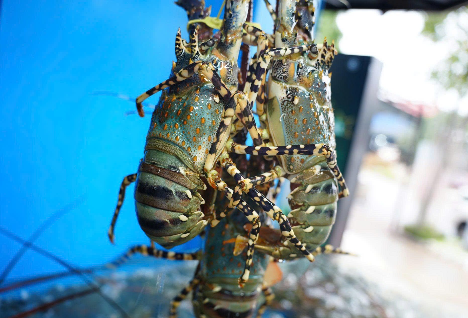 Spotted lobster – seafood cuisine in Nha Trang