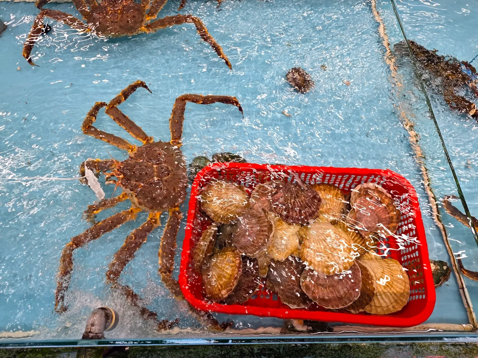 свежие морепродукты