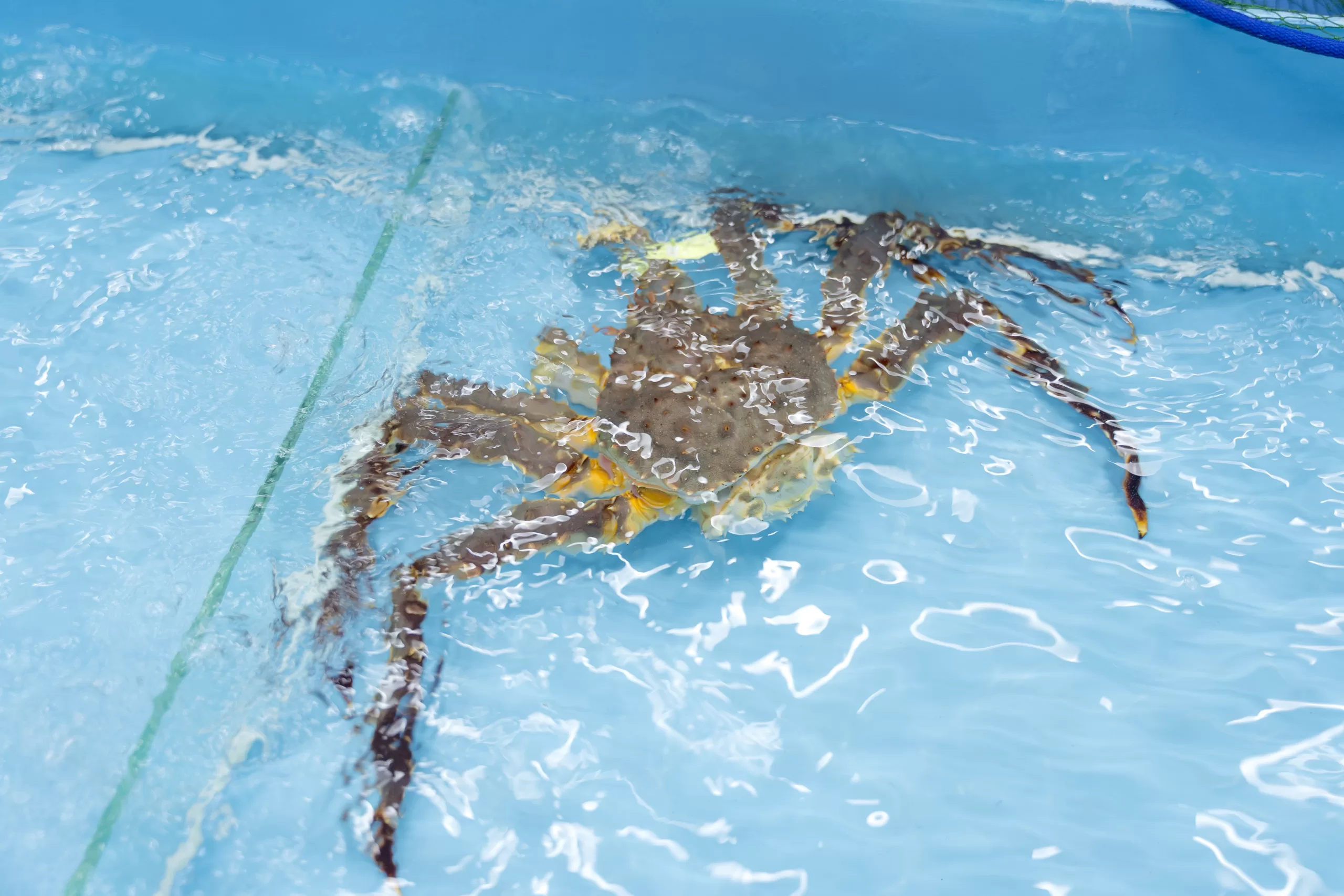 Fresh king crab